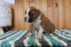 Be the first to find out about new pets listings! Boxer For Sale Indiana Page 5