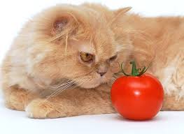 Some pet foods contain tomatoes, but they are in very small quantity and are ripe, so they don't represent a problem. Can Cats Eat Tomatoes Cat Breed Selector