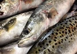 speckled sea trout locals seafood