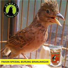 Check spelling or type a new query. Biji Setan Pakan Harian Spesial Burung Branjangan Shopee Indonesia