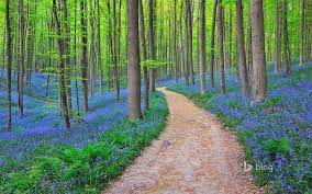 Pădurea albastră! Paradisul ce se transformă în fiecare primăvară într-un loc mistic! | Antena 1