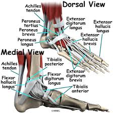 The difference is that tendons attach muscles to bones. Patient Education Concord Orthopaedics