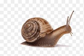 snail png images pngegg
