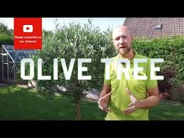 All You Need To Know About Olive Tree