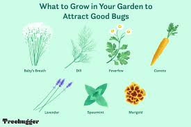 how to attract good bugs to your garden