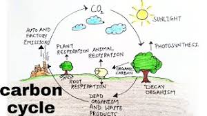 carbon cycle how to draw carbon cycle