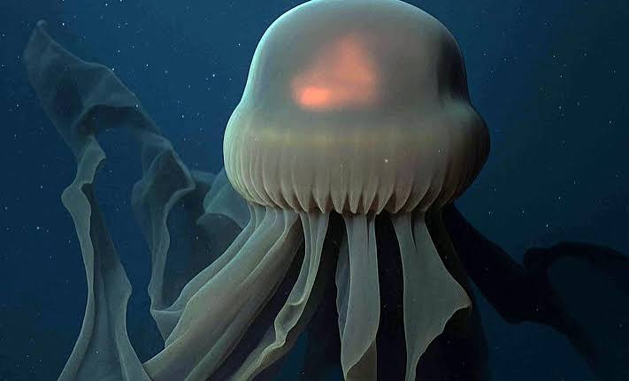 Stygiomedusa gigantea, Medusa Fantasma Gigante. : r/AIDKE