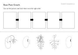 Bean Plant Life Cycle And Growth Teaching Resources Sparklebox