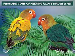 love bird as a pet