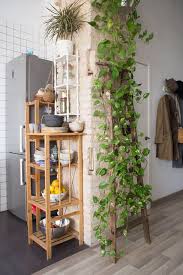 decorate your kitchen with plants