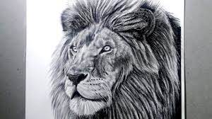 how to draw a realistic lion time