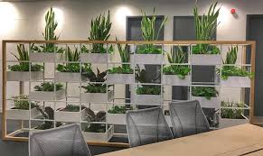 Office Plants For Offices With No Windows