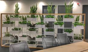 office plants for offices with no windows