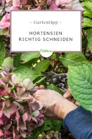 Wann schneidet man hortensien, im herbst oder frühling, und wie geht man hortensien schneiden: Pin Auf Hortensien