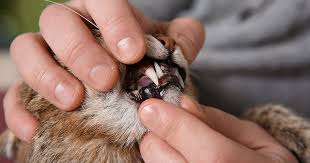 Amazing cats combating morning breath by brushing teeth. How To Brush Your Cat S Teeth Zoetis Petcare