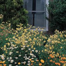 The flowers are creamy white to pale yellow and have a waxy. Shady Characters Plants For Shade And Part Shade High Country Gardens