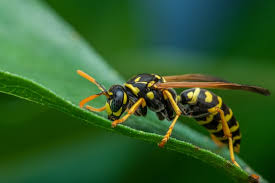 how to keep wasps away buckaroo pest
