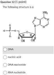 dna nucleotide rna nucleotide