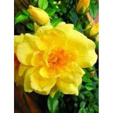 rosa x noalesa flower carpet yellow p