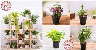 Nurserylive Free Plant Offer Loot Get
