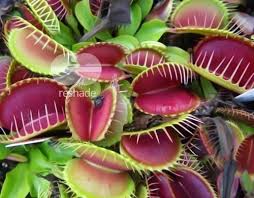 But, despite its name, flies aren't the flytrap's only meal. Dionaea Muscipula Low Giant Venus Fly Trap Seeds