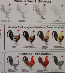Chicken Color Chart Roosters From Ultimate Fowl Forum Whites