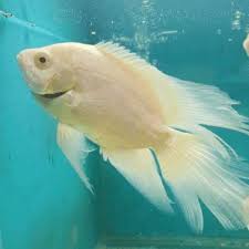 Ikan oskar terbesar dan harga ikan oscar termahal. Promo Buy 3 Get 1 Ikan Oscar Albino Slayer Dan Sb Shopee Indonesia