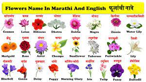flowers name in english and marathi