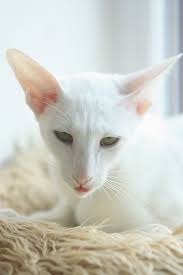 Instead, periodic brushing is all they need to keep their. 22 White Cat Breeds Complete List With Info Pictures Pet Keen