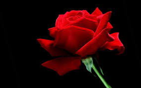 Red Rose Wallpapers Hd Wallpapers