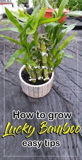 how to grow lucky bamboo plant lucky