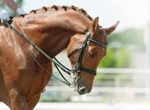 Why do horses drool in dressage?