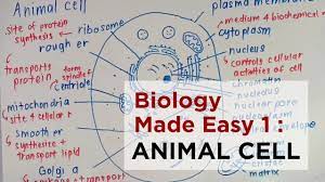 Allen institute for cell science. Spm Kssm Biology Made Easy 1 Animal Cell Form 4 Chapter 1 Victoriactual Youtube