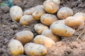 grow and harvest potatoes
