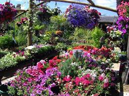 best garden centres and plant s in