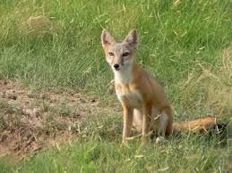 Swift Foxes Swiftly Spreading Into Western Wyoming | Wyoming Public Media