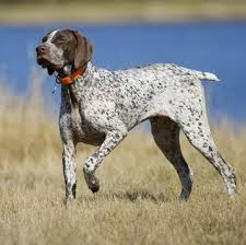 German shorthaired pointers are affectionate, intelligent and cooperative dogs that love to retrieve. German Shorthaired Pointer Puppies For Sale Adoptapet Com