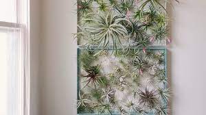 Decorating With Air Plants