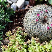 How To Plant A Succulent Rock Garden