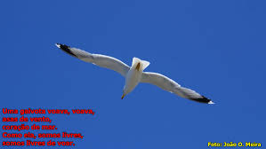 Uma gaivota voava, voava, … | ESPOSENDE E O SEU CONCELHO