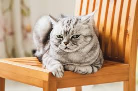 angry cat 14 signs your cat is mad at