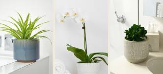 Best Plants For Your Bathroom
