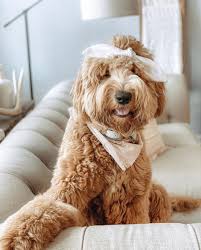Some owners only cut their curly coat goldendoodles fur two or three times a year. Goldendoodle Teddy Bear Haircut Grooming Tips Matthews Legacy Farm