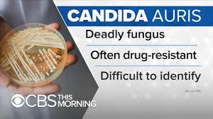 How to protect yourself from the deadly, drug-resistant fungus, Candida  auris - YouTube