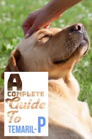 Temaril P For Dogs A Complete Guide To Your Dogs