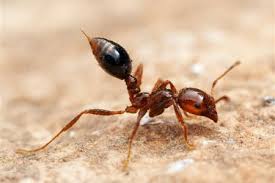 can fire ants kill plants fire ant