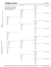 Pedigree Chart 4 Generation 100 Pack