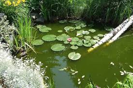 The Best Fish Pond Plants Garden