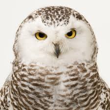 Snowy Owl National Geographic