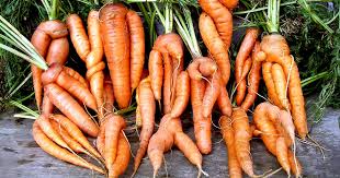 9 Causes Of Deformed Carrots How To